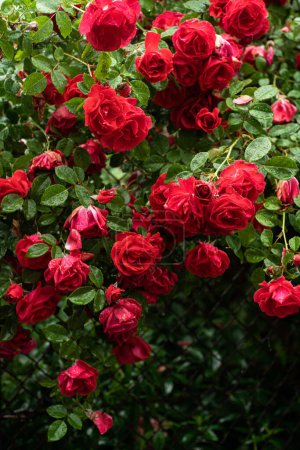 Les roses rouges sont en pleine floraison dans un jardin luxuriant, leurs pétales ornés de gouttelettes d'eau. La verdure autour d'eux améliore leur couleur vibrante, ce qui rend la scène rafraîchissante et animée par une journée lumineuse.