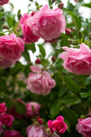 Les roses roses sont en pleine floraison dans un jardin luxuriant, leurs pétales ornés de gouttelettes d'eau