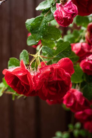 Les roses rouges sont en pleine floraison dans un jardin luxuriant, leurs pétales ornés de gouttelettes d'eau
