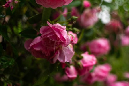 Les roses roses sont en pleine floraison dans un jardin luxuriant, leurs pétales ornés de gouttelettes d'eau