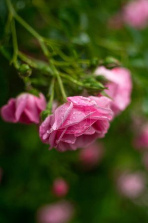 Pink roses are in full bloom in a lush garden, their petals adorned with droplets of water