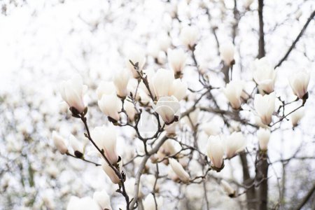 Die Yulan-Magnolie blüht. Weiße Magnolie blüht Frühling sonniger Tag Erwachen der Natur