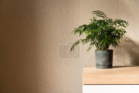 Chamaedorea Home  Plant in Pot on Wooden Table Near Window in Room