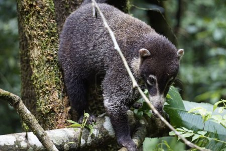 Photo for Coati looking for food in the wild in Corcovado National Park - Royalty Free Image