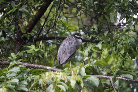 Foto de Aves de Costa Rica en Tortuguero - Imagen libre de derechos