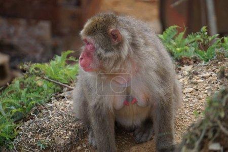 Photo for Monkeys living together in freedom in japan - Royalty Free Image