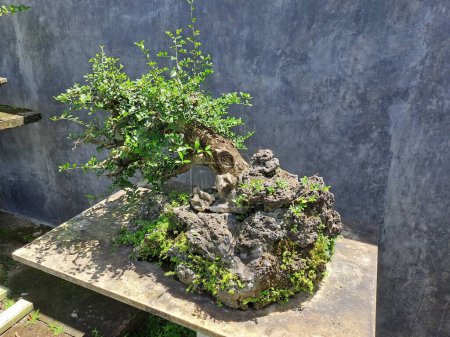 Foto de A collection of cultivated bonsai - Imagen libre de derechos