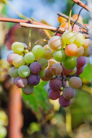 Photo for The multi-colored berries of the Vitis Lidia grape shine through in the sunlight, vertical. - Royalty Free Image