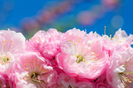 Téléchargez les photos : Grandes fleurs roses d'amygdale sur le fond du ciel bleu. Mise au point douce et gros plan du sakura en fleurs - en image libre de droit