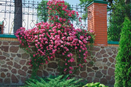 Ein großer blühender Rosenstrauch, der sich am Zaun entlang schlängelt. Viele kleine rosa Blüten.