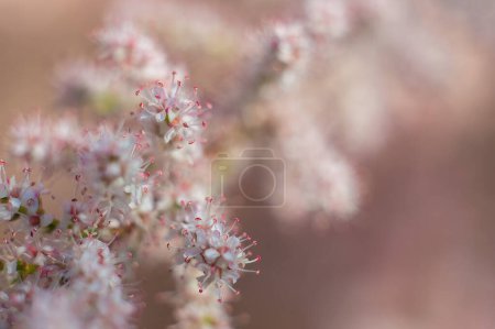 Foto de La floración del árbol Tamarix en primavera, pequeñas flores blancas parecen una nube. Macro fotos con poca profundidad de campo - Imagen libre de derechos