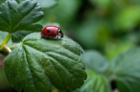 Macro photo of a ladybug with a single black spot, on a currant leaf, selective focus. Beneficial insects in the garden