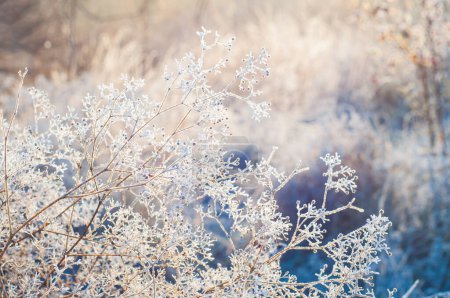 The dried grass is covered with frost like light clouds in the backlight of the morning sun. winter sunrise frost concept