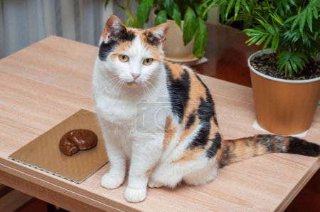 Téléchargez les photos : Un chat est assis sur une table à côté de faux excréments sous la forme d'une boucle. - en image libre de droit