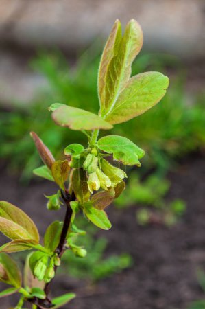 A detailed view of an edible Agro honeysuckle plant, showcasing its vibrant green leaves up close.