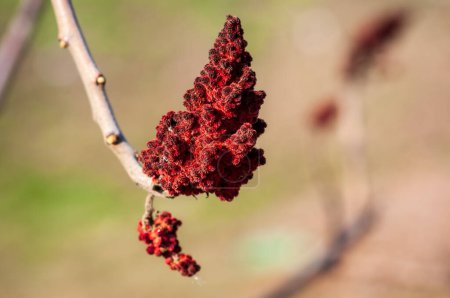 Nahaufnahme von Rhus typhina Cluster, leuchtend rot im Sonnenlicht. Rhus typhina Frucht, detailliert und strukturiert, auf einem Zweig.