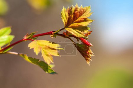 Young spring maple branch in the counter light of the sun with a blurred background