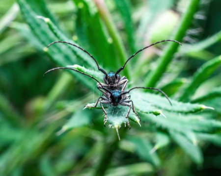 Foto de Agapanthia violacea escarabajos mate en las hojas. Macro foto de insectos, enfoque selectivo. - Imagen libre de derechos