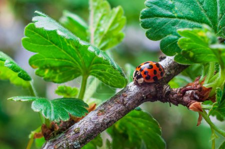 Red ladybug on a currant twig, a symbol of garden health.