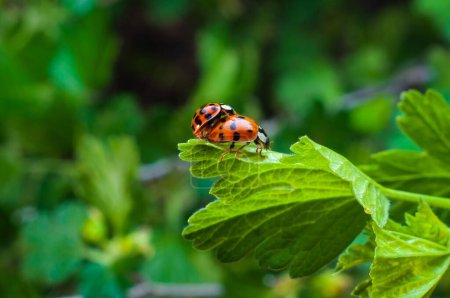 Photo for Ladybugs in love: an intimate moment on a leaf - Royalty Free Image