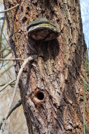 Phellinus populicola adorna un tronco de árbol, agujero de nido de pájaro debajo