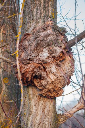 Agrobacterium radiobacter on bark, a unique tree ailment.