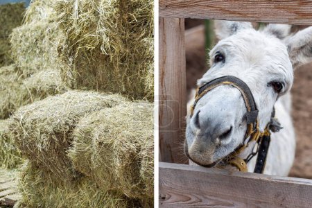Close-up of hay bales in a barn and a friendly donkey peeking through a fence.