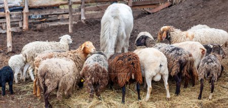 Des moutons et un cheval blanc rassemblés autour du foin, se nourrissant ensemble dans un cadre agricole rural.