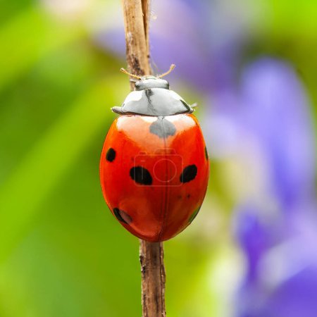 Ladybug perched on a twig against a blurred green and purple backdrop in nature