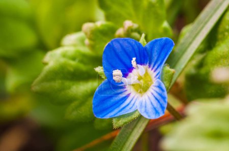 Nahaufnahme einer kleinen blauen Blume Veronica polita mit weißen und gelben Details in grünem Laub