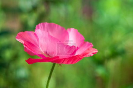 Close-up of a pink poppy flower with delicate petals, captured with selective focus in a natural green setting