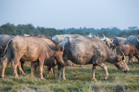 Ganado de rebaños de búfalo en zonas rurales.