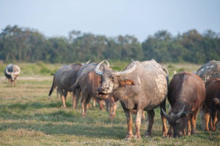 Buffalo herd livestock in rural areas.
