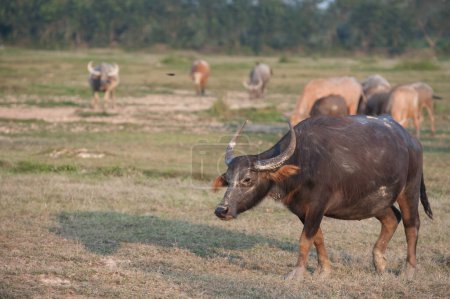 Ganado de rebaños de búfalo en zonas rurales.