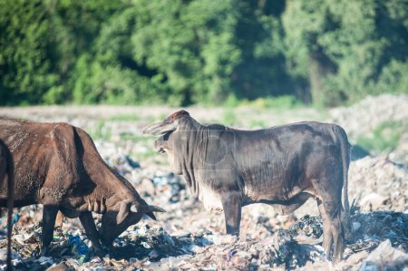 Téléchargez les photos : Végétation de copeaux de vache sur la pile de déchets. - en image libre de droit