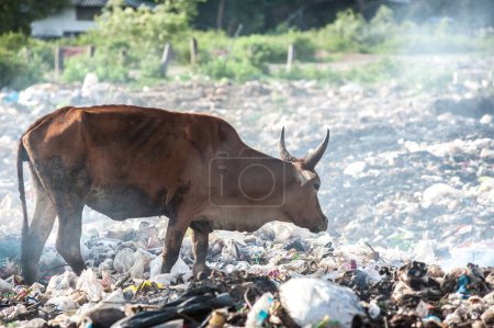 Vegetación de astillas de vaca en la pila de residuos.