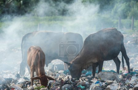 Photo for Cow chip vegetation on the waste pile. - Royalty Free Image