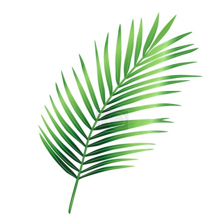 Ilustración de Hoja verde tropical de palmera, hoja de Arecaceae. Elemento exótico de diseño de plantas botánicas. Ilustración vectorial dibujada a mano decorativa aislada sobre un fondo blanco - Imagen libre de derechos