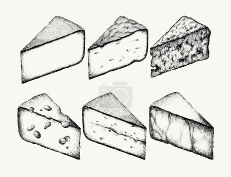 Illustration for Vector hand drawn illustration of roquefort, brie, goat, morbier, comte, grana padano, valencay, blue cheese with mold . Template for card, poster, banner, print for t-shirt. - Royalty Free Image