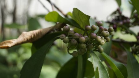 Photo for Closeup of fruits from plants of Ardisia elliptica also known as Shoe button ardisia, Shoebutton, China shrub, Lampenne. Rare plant - Royalty Free Image