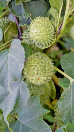 Photo for Fruits of Datura innoxia known as pricklyburr, recurved thorn apple etc. The seeds are long lived, having the ability to lie dormant in the soil for many years. - Royalty Free Image
