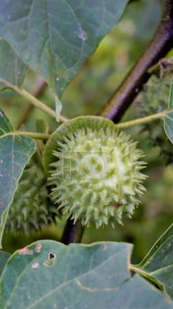 Photo for Fruits of Datura innoxia known as pricklyburr, recurved thorn apple etc. The seeds are long lived, having the ability to lie dormant in the soil for many years. - Royalty Free Image