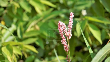 Photo for Closeup of pink flowers of Persicaria hydropiper, Polygonum hydropiper also known as water pepper, marshpepper knotweed, arse smart or tade. Plant from family Polygonaceae. - Royalty Free Image