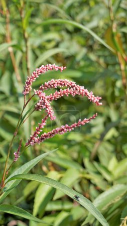 Téléchargez les photos : Closeup of pink flowers of Persicaria hydropiper, Polygonum hydropiper also known as water pepper, marshpepper knotweed, arse smart or tade. Plant from family Polygonaceae. - en image libre de droit