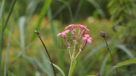 Téléchargez les photos : Gros plan de fleurs de couleur rose d'Arachnothryx leucophylla également connu sous le nom de Panama Rose. Belle image de fond. - en image libre de droit