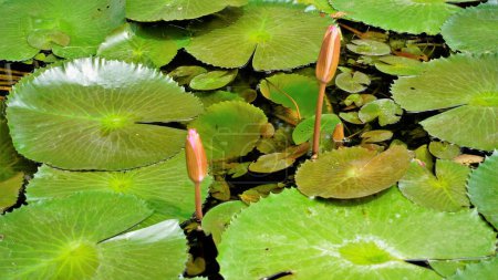 Foto de Primer plano de la hermosa planta de Nymphaea lotus también conocido como lirio de agua de loto egipcio, etc. Color rosa increíble casa césped estanque planta decorativa. - Imagen libre de derechos