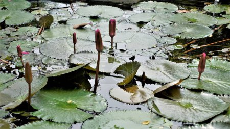Foto de Primer plano de la hermosa planta de Nymphaea lotus también conocido como lirio de agua de loto egipcio, etc. Color rosa increíble casa césped estanque planta decorativa. - Imagen libre de derechos