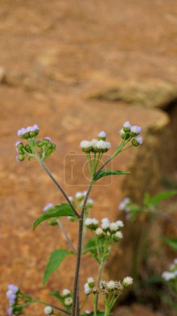 Foto de Closeup of flowers of green landcover plant Ageratum conyzoides also known as Tropical whiteweed, Bastard argimony, Floss flower, Goat weed etc - Imagen libre de derechos