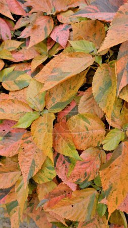 Foto de Acalypha wilkesiana known as Copper leaf, Capa de Obispo Beefsteak plant, match me if you can etc. Closeup of background wallpaper of natural texture - Imagen libre de derechos