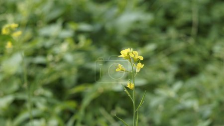 Photo for Beautiful small flowers of Brassica nigra also known as Black Mustard. Its seeds used as spice. - Royalty Free Image